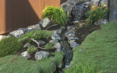 Is it time to turf grassy front lawns in the Okanagan?